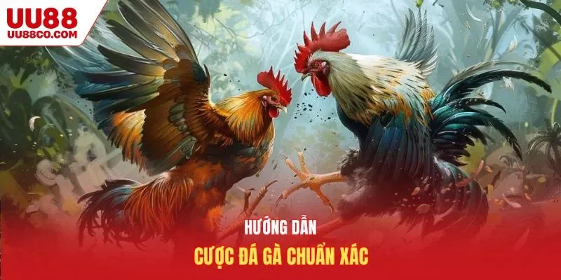 Hướng dẫn cược đá gà chuẩn xác